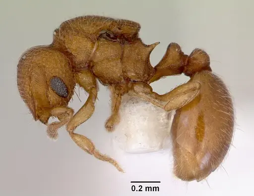 Mayriella abstinens specimen
