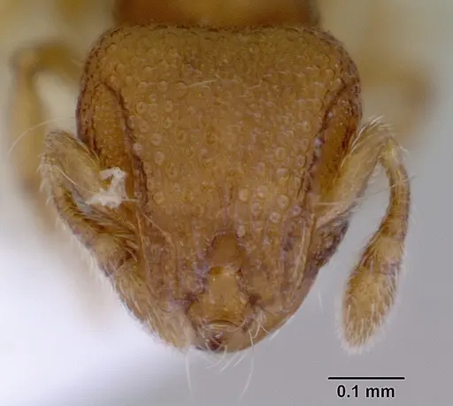 Mayriella abstinens - CASENT0172349