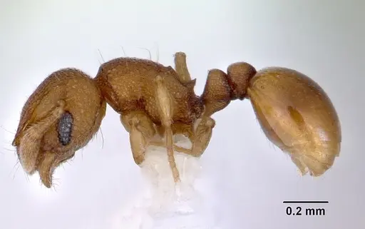 Mayriella abstinens - CASENT0172349