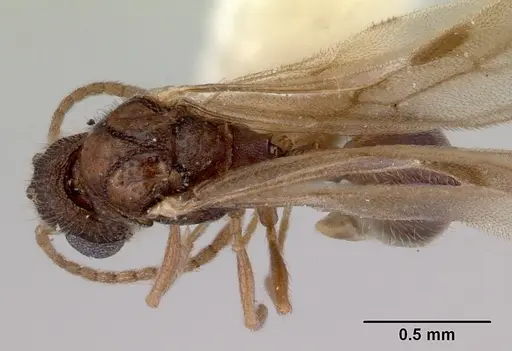 Mayriella abstinens - CASENT0172350