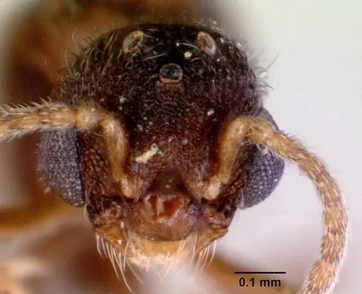 Mayriella abstinens - CASENT0172350