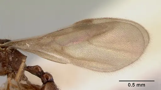 Mayriella abstinens - CASENT0172350