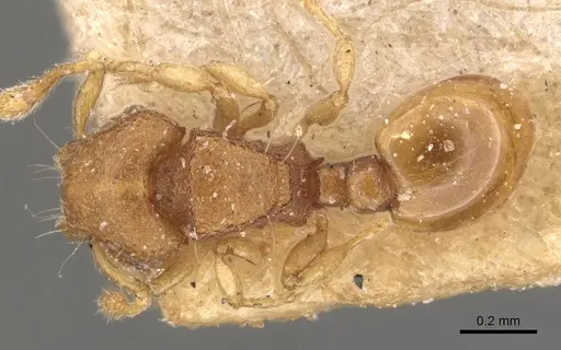 Mayriella abstinens - CASENT0908922