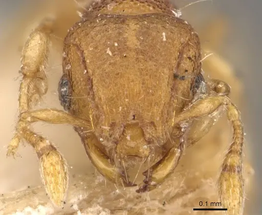 Mayriella abstinens - CASENT0908922