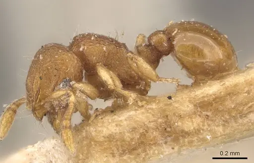 Mayriella abstinens - CASENT0908922