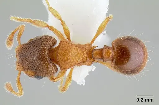 Mayriella ebbei specimen