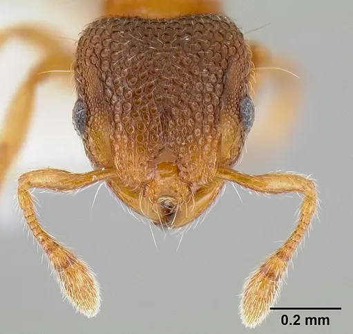 Mayriella ebbei specimen