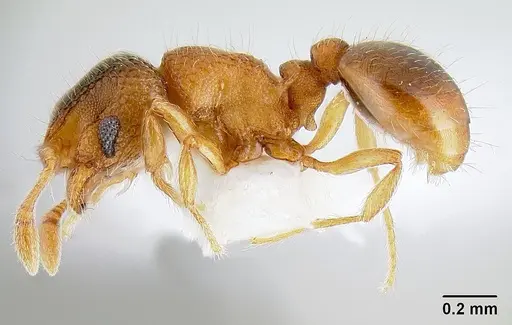 Mayriella ebbei specimen