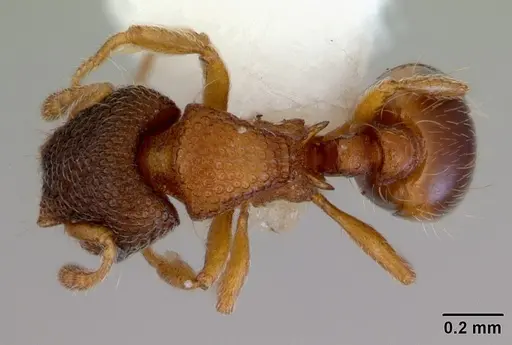 Mayriella ebbei - CASENT0172441