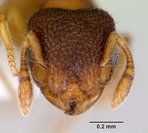 Mayriella ebbei - CASENT0172441