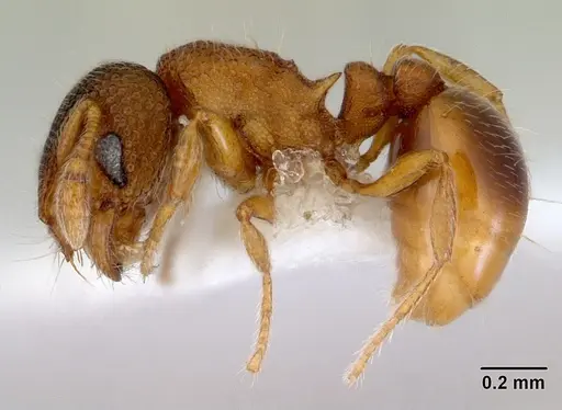 Mayriella ebbei - CASENT0172441