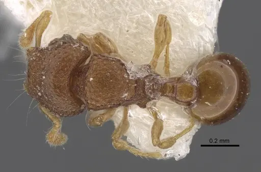 Mayriella granulata specimen