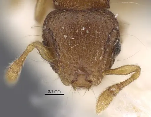 Mayriella granulata specimen