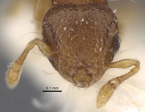 Mayriella granulata specimen