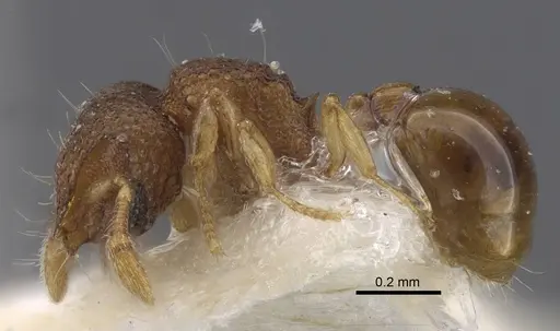 Mayriella granulata - CASENT0917358