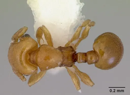 Mayriella overbecki specimen