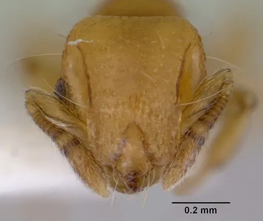 Mayriella overbecki specimen