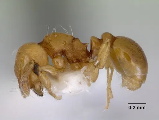 Mayriella overbecki specimen