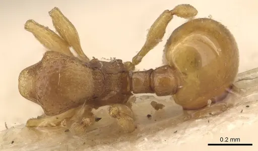 Mayriella overbecki - CASENT0908923