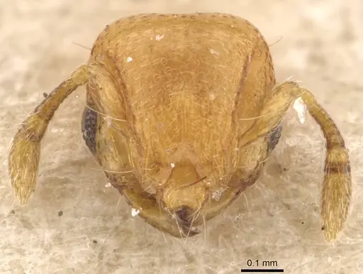 Mayriella overbecki - CASENT0908923