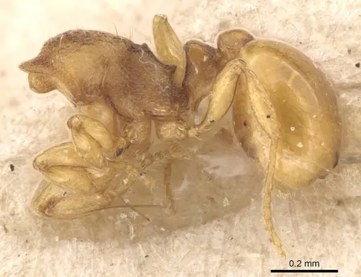 Mayriella overbecki - CASENT0908923