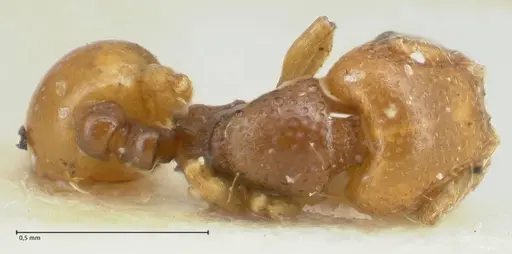 Mayriella overbecki - FOCOL1940-1