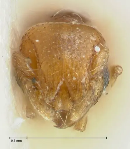 Mayriella overbecki - FOCOL1940-1