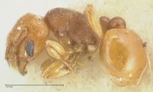 Mayriella overbecki - FOCOL1940-1