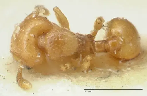 Mayriella overbecki - FOCOL1940-2