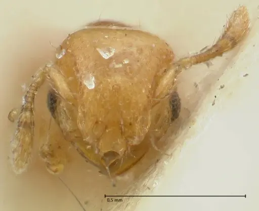 Mayriella overbecki - FOCOL1940-2