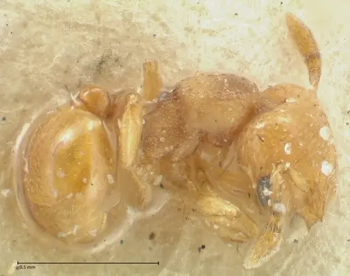 Mayriella overbecki - FOCOL1940-2