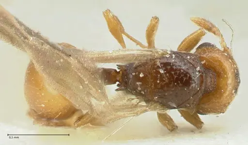 Mayriella overbecki - FOCOL1941-1