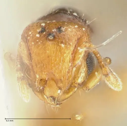 Mayriella overbecki - FOCOL1941-1