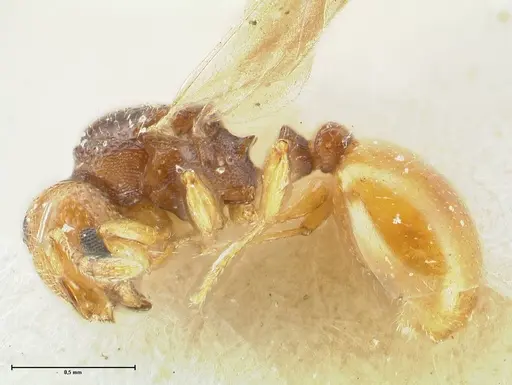 Mayriella overbecki - FOCOL1941-1