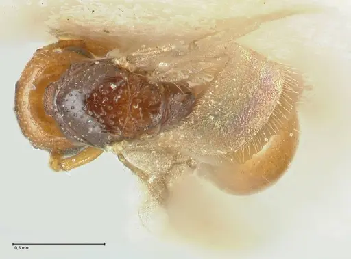 Mayriella overbecki - FOCOL1941-2