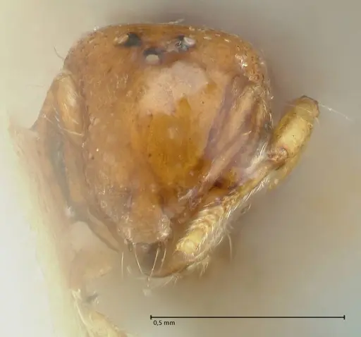 Mayriella overbecki - FOCOL1941-2