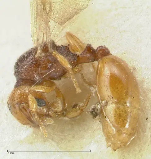 Mayriella overbecki - FOCOL1941-2