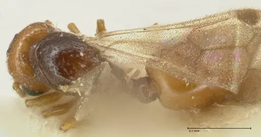 Mayriella overbecki - FOCOL1941-3