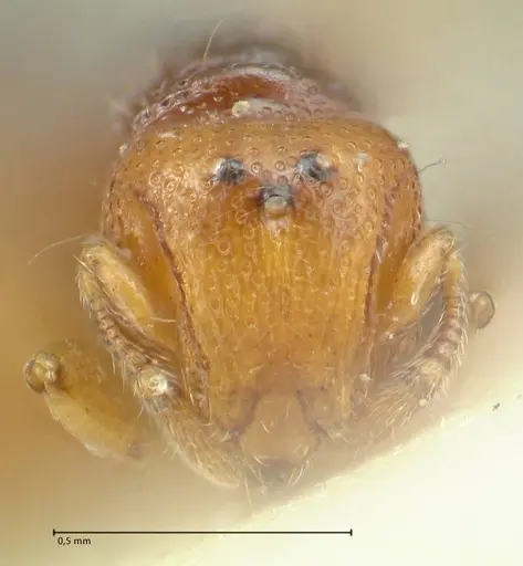 Mayriella overbecki - FOCOL1941-3