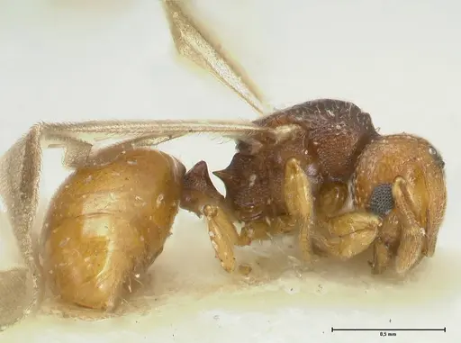 Mayriella overbecki - FOCOL1941-3