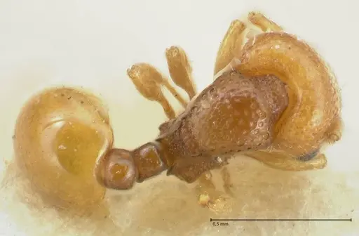 Mayriella overbecki - FOCOL1942