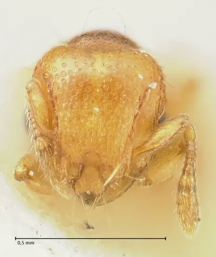 Mayriella overbecki - FOCOL1942