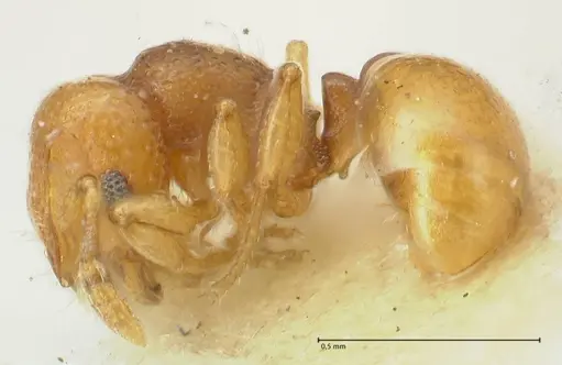 Mayriella overbecki - FOCOL1942