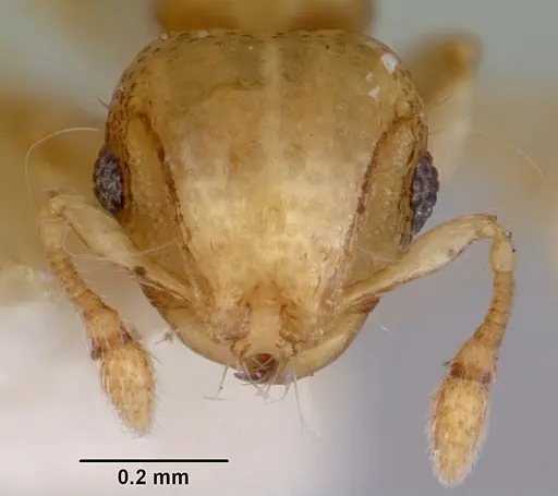 Mayriella sharpi specimen