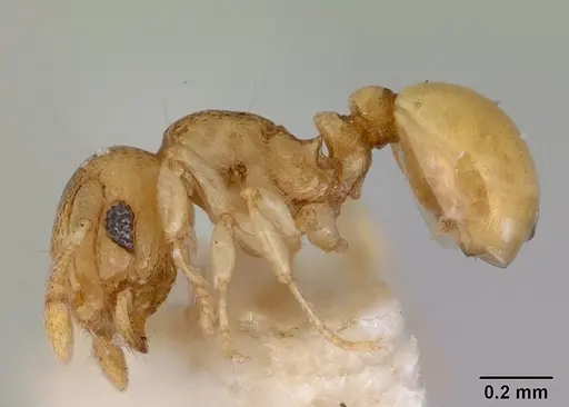 Mayriella sharpi specimen