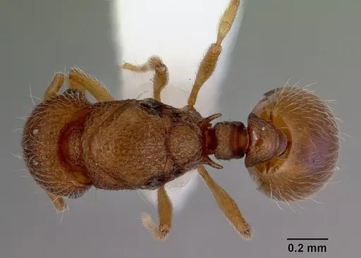 Mayriella spinosior specimen