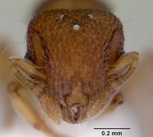 Mayriella spinosior specimen