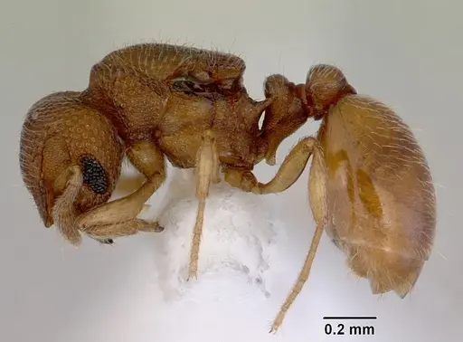 Mayriella spinosior specimen