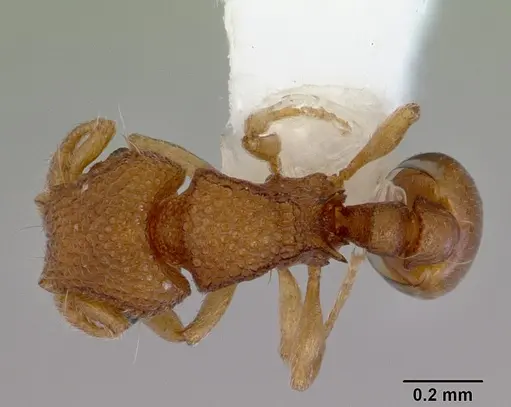 Mayriella spinosior - CASENT0172445