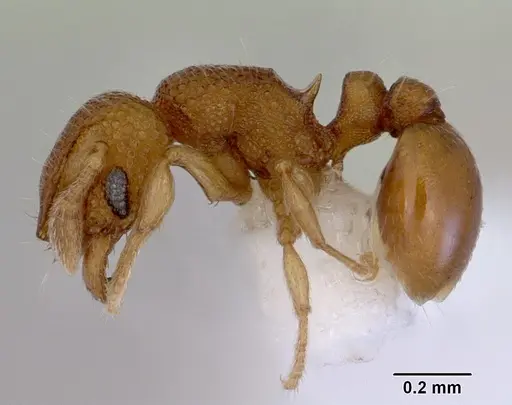 Mayriella spinosior - CASENT0172445